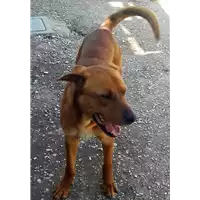 cane - Matr. 2017/2457 - Microchip 380260042530351