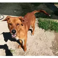 cane - Matr. 2017/2457 - Microchip 380260042530351