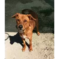 cane - Matr. 2017/2457 - Microchip 380260042530351