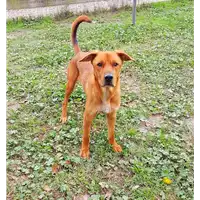 cane - Matr. 2017/2457 - Microchip 380260042530351