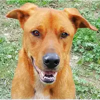 cane - Matr. 2017/2457 - Microchip 380260042530351