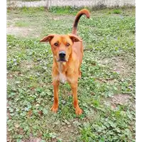 cane - Matr. 2017/2457 - Microchip 380260042530351