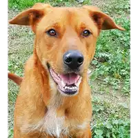 cane - Matr. 2017/2457 - Microchip 380260042530351
