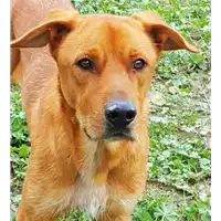 cane - Matr. 2017/2457 - Microchip 380260042530351