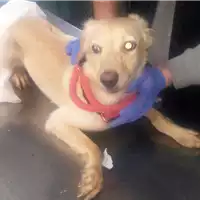 cane - Matr. 2017/2532 - Microchip 380260042531229