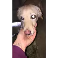 cane - Matr. 2017/2532 - Microchip 380260042531229
