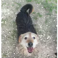 cane - Matr. 2016/0796 - Microchip 380260002030493