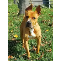 cane - Matr. 2017/2569 - Microchip 380260000642385