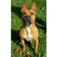 cane - Matr. 2017/2569 - Microchip 380260000642385