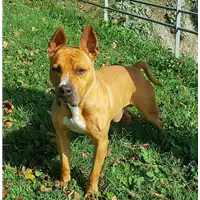 cane - Matr. 2017/2569 - Microchip 380260000642385