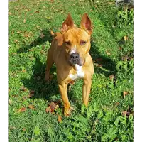 cane - Matr. 2017/2569 - Microchip 380260000642385