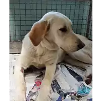 cane - Matr. 2018/0007 - Microchip 380260042819814