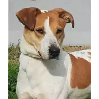 cane - Matr. 2016/2041 - Microchip 380260042819488