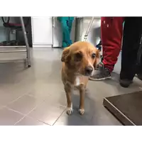 cane - Matr. 2017/2269 - Microchip 380260042531669