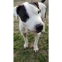 cane - Matr. 2018/0277 - Microchip 380260043519890