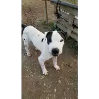 cane - Matr. 2018/0277 - Microchip 380260043519890
