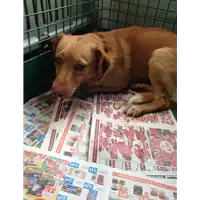 cane - Matr. 2018/0484 - Microchip 380260043499743