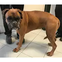 cane - Matr. 2018/0431 - Microchip 981100002055942