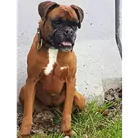 cane - Matr. 2018/0431 - Microchip 981100002055942