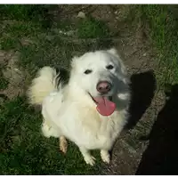 cane - Matr. 2015/0409 - Microchip 380260002265996
