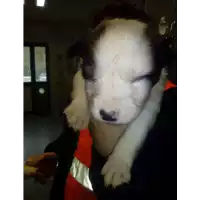 cane - Matr. 2018/0312 - Microchip 380260043513157