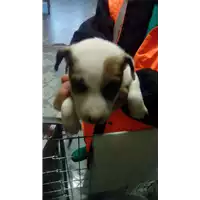 cane - Matr. 2018/0316 - Microchip 380260043519586