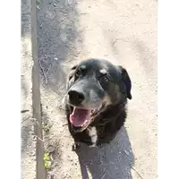 cane - Matr. 2017/0064 - Microchip 380260042880551