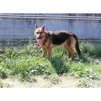 cane - Matr. 2018/0570 - Microchip 380260043507584