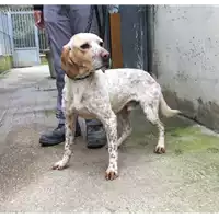cane - Matr. 2018/0652 - Microchip 380260043501313