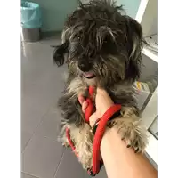 cane - Matr. 2018/0730 - Microchip 380260043520126