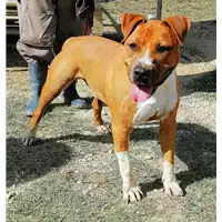 cane - Matr. 2018/0892 - Microchip 380260043501040