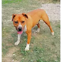 cane - Matr. 2018/0892 - Microchip 380260043501040