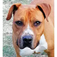 cane - Matr. 2018/0892 - Microchip 380260043501040