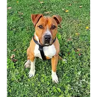 cane - Matr. 2018/0892 - Microchip 380260043501040