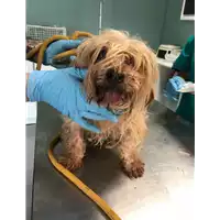 cane - Matr. 2018/0889 - Microchip 380260043501259