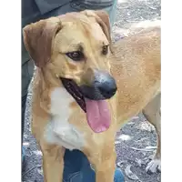 cane - Matr. 2017/1482 - Microchip 380260043269075