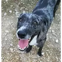 cane - Matr. 2018/0472 - Microchip 380260043508099