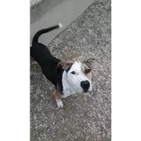 cane - Matr. 2017/0001 - Microchip 380260042531308