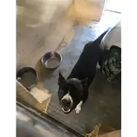 cane - Matr. 2018/1148 - Microchip 380260100571440