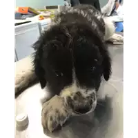 cane - Matr. 2018/1264 - Microchip 380260042816135