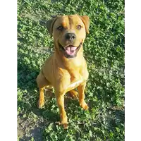 cane - Matr. 2018/1388 - Microchip 380260042932027