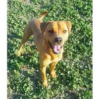cane - Matr. 2018/1388 - Microchip 380260042932027