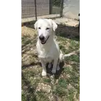 cane - Matr. 2016/2312 - Microchip 380260042531654