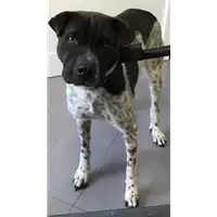 cane - Matr. 2018/1884 - Microchip 380260042786938