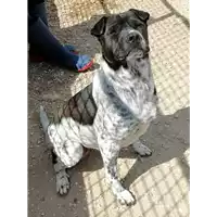 cane - Matr. 2018/1884 - Microchip 380260042786938