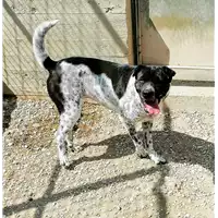 cane - Matr. 2018/1884 - Microchip 380260042786938