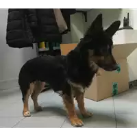 cane - Matr. 2018/2211 - Microchip 380260042787285