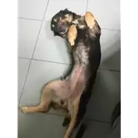 cane - Matr. 2018/2211 - Microchip 380260042787285