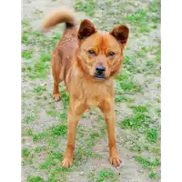 cane - Matr. 2018/2417 - Microchip 380260043686566