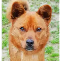 cane - Matr. 2018/2417 - Microchip 380260043686566